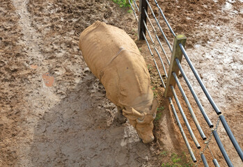 Greater one-horned rhino in captivity