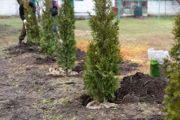 Young thuya trees planted in a row, gardener workers in background, selective focus.