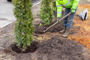 Gardener with a shovel planting thuja young tree with a clod of soil with roots and dirt in the...