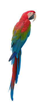 Parrot blue and red macaw are ararauna amazon isolated on transparent background