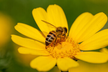 bee on flower