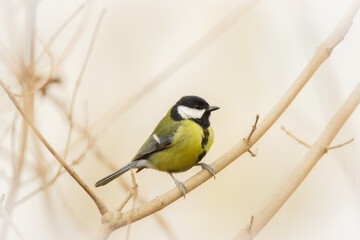 great bird