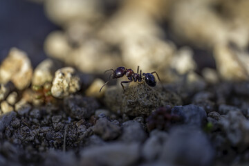ant on the ground