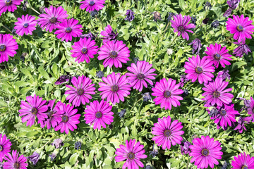 Fototapeta premium Beautiful Blue-eyed Daisy in the garden.