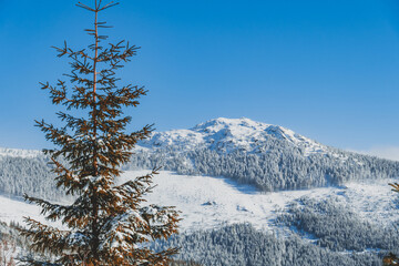 Alpine mountains landscape with white snow and blue sky. Sunset winter in nature. Frosty trees under warm sunlight.  Hiking winter to kralova hola, low tatras slovakia landscape © Zedspider