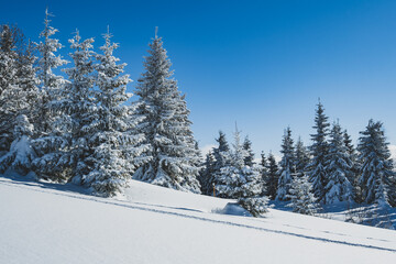 Alpine mountains landscape with white snow and blue sky. Sunset winter in nature. Frosty trees under warm sunlight.  Hiking winter to kralova hola, low tatras slovakia landscape © Zedspider