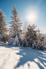 Alpine mountains landscape with white snow and blue sky. Sunset winter in nature. Frosty trees under warm sunlight.  Hiking winter to kralova hola, low tatras slovakia landscape © Zedspider