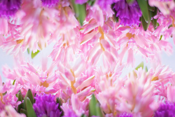 beautiful bright spring background of hyacinth flowers out of focus. Floral background,selective focus