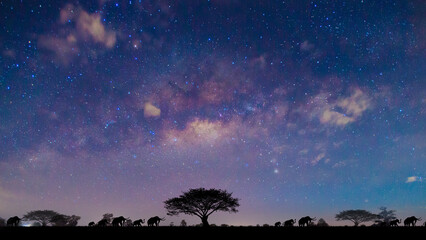 A herd of elephants travels during the night, on a blurred dark sky background.