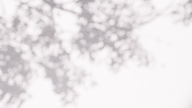 Tree shadow on a white wall. 4K seamless loop video