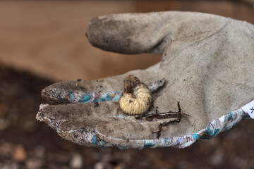 Rose chafer larva found in compost heap