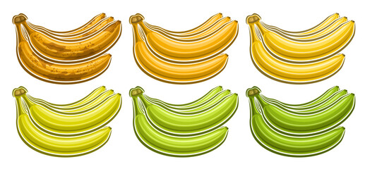 Vector Banana Bunch Set, horizontal voucher with lot collection of cut out illustrations of group assorted brown riped and green unriped banana bunches in a row on white background © mihmihmal
