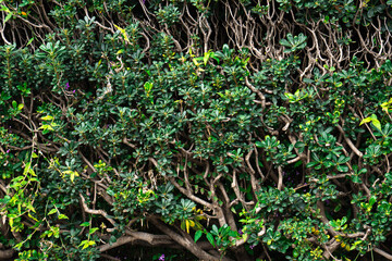 Background of a ivy plant with brown branches