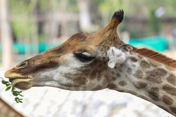 Naklejka na ściany i meble Close up View of the Giraffe Head Eating Grass in Thailand