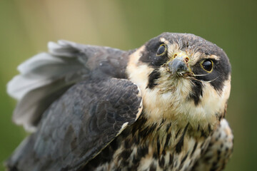 Portrait of an Eurasian Hobby against a green background
