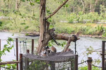 Cute Lemur Family playing on the Tree near the River in Thailand