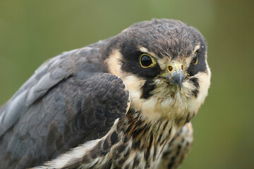 Portrait of an Eurasian Hobby against a green background
