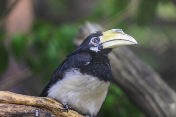 Black Yellow Hornbill sitting on the Tree in the Rain Forest, Thailand