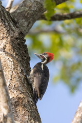 Woodpecker perched in a tree