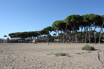 trees on the Italian beach