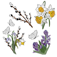 drawing bouquet with butterflies, willow branch and snowdrops