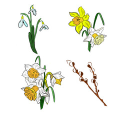 drawing bouquet with willow branch and daffodils