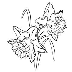 Drawing of a bouquet of daffodils 2-1