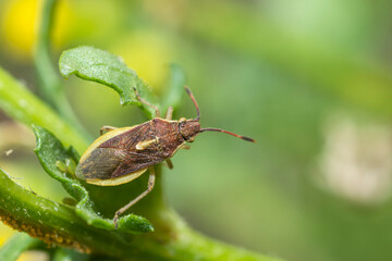 Scentless plant bug, genus Maccevethus