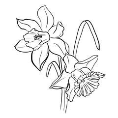 Drawing of a bouquet of daffodils 3-1