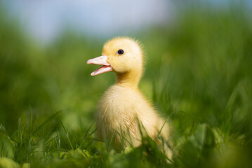 Yellow cute duckling running on meadow field on sunny day.