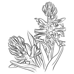 hyacinth line drawing for design