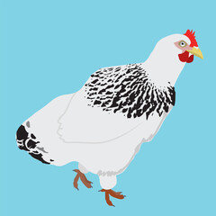 White chicken with black neck feathers
