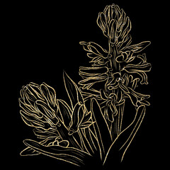 Hyacinth pattern golden line on black background