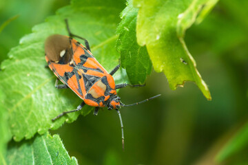 Adult male seed bug on a leaf, Spilostethus Pandurus	