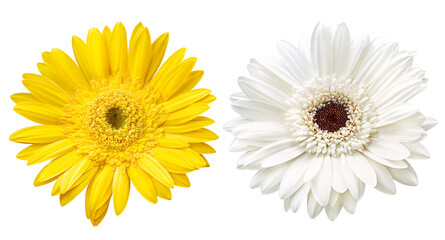 flor gérbera amarela e flor gérbera branca isoladas em fundo transparente - flor margarida 