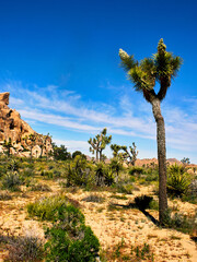 Joshua tree in Joshua Tree National Park, California, United States.