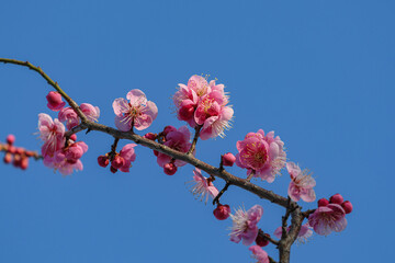 青空に紅梅