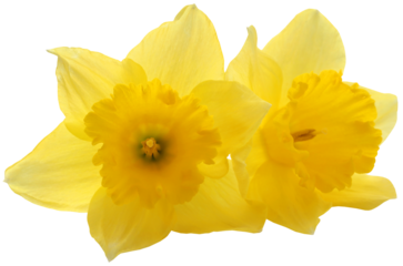 Flower daffodil