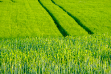 Obraz premium Beautiful summer landscape of meadow a sunny day. Field with young green grass.