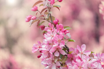 Blooming pink tree against on a pink background on bright sunny day. Spring flowers in nature.  Shallow depth of field.