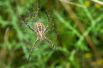 Banded Garden Spider sitting in the center of its web, Argiope Trifasciata	
