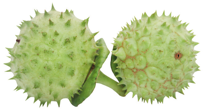 Medicinal Datura fruits