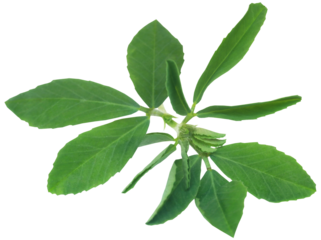 Ayurvedic fenugreek leaves