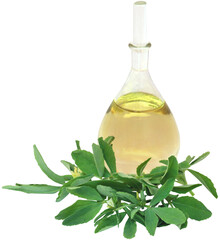 Fenugreek leaves with essential oil