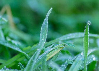 Fototapeta na wymiar Green meadow grass wet with the first morning dew.