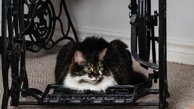 Domestic cat resting underneath a cast iton antique sewing machine on a carpeted floor