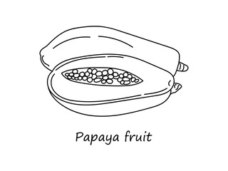 Hand drawing Papaya fruit whole and half. Summer fruits for healthy lifestyle isolated on white background. Papaya linear illustration. Vector