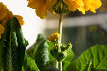 Primula elatior, yellow spring flower buds close-up. Flower bud macro, spring new life. Primrose background.