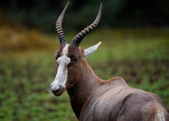 male impala antelope