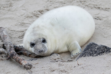 Kegelrobbenjungtier auf Helgoland im Sand.